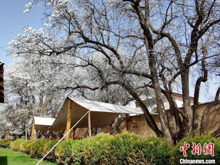 圖為尖扎噶達莊園內(nèi)的梨花?！?zhí)砀?攝