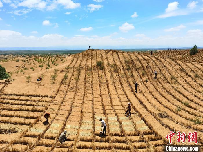 青海海南治沙復(fù)綠60余載:從“沙進人退”到“綠進沙退”