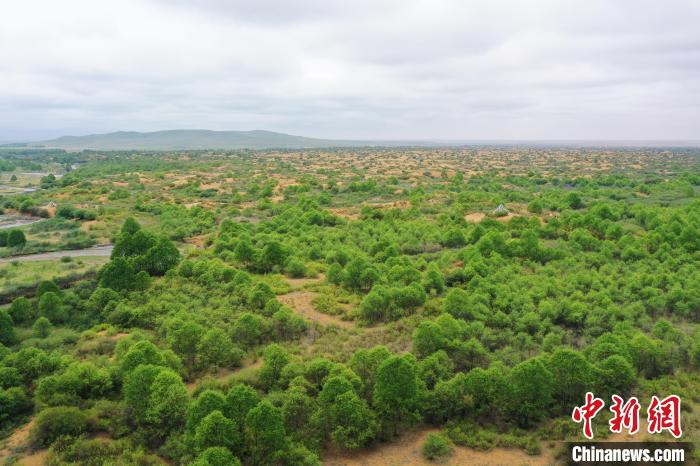 資料圖為航拍黃沙頭防沙治沙區(qū)植被?！∑钤鲚?攝