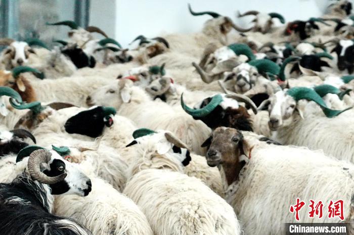 圖為被評(píng)為國(guó)家農(nóng)產(chǎn)品地理標(biāo)志保護(hù)產(chǎn)品的剛察藏羊進(jìn)場(chǎng)入圈?！〔讨绢?攝