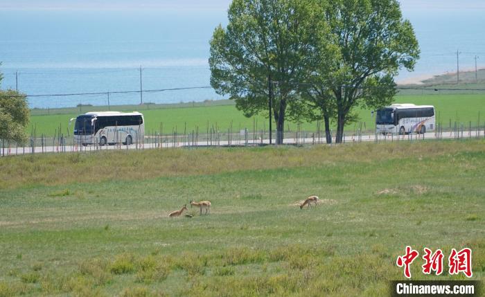 圖為成群普氏原羚在草場上愜意覓食，悠閑自在?！●R銘言 攝