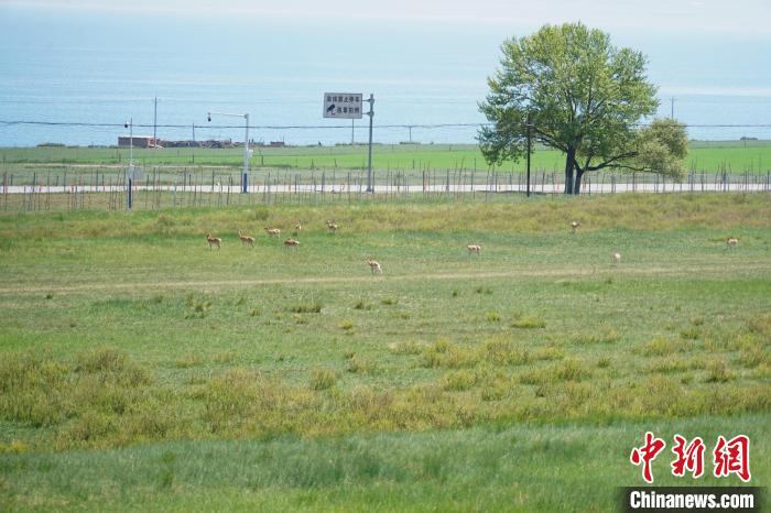 圖為成群普氏原羚在草場上愜意覓食，悠閑自在?！●R銘言 攝