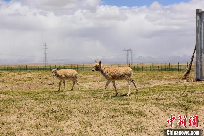圖為可可西里國家級自然保護區(qū)內(nèi)的藏羚羊?！埢⒖?攝