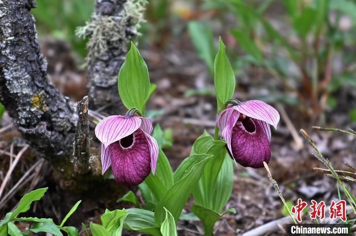 黃龍景區(qū)高山蘭花盛開?！“苍?攝