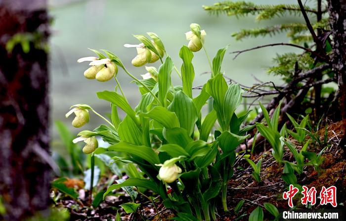黃龍景區(qū)高山蘭花盛開。　安源 攝