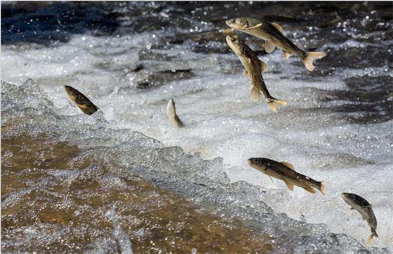 湟魚洄游。才旦桑吾攝