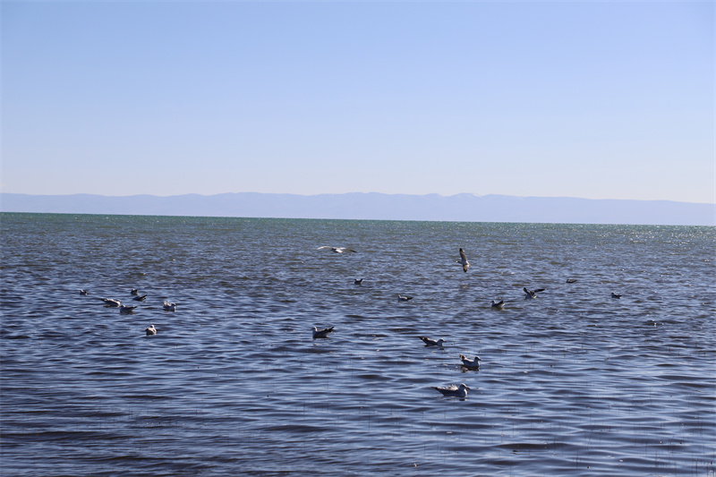 青海湖北岸仙女灣。才旦桑吾攝