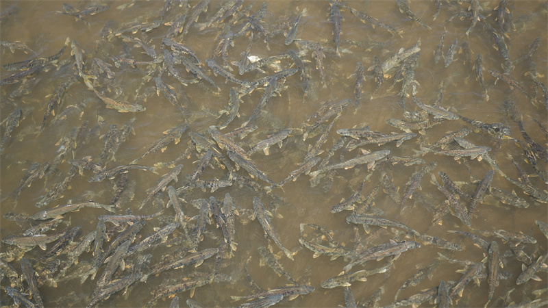 青海湖裸鯉。