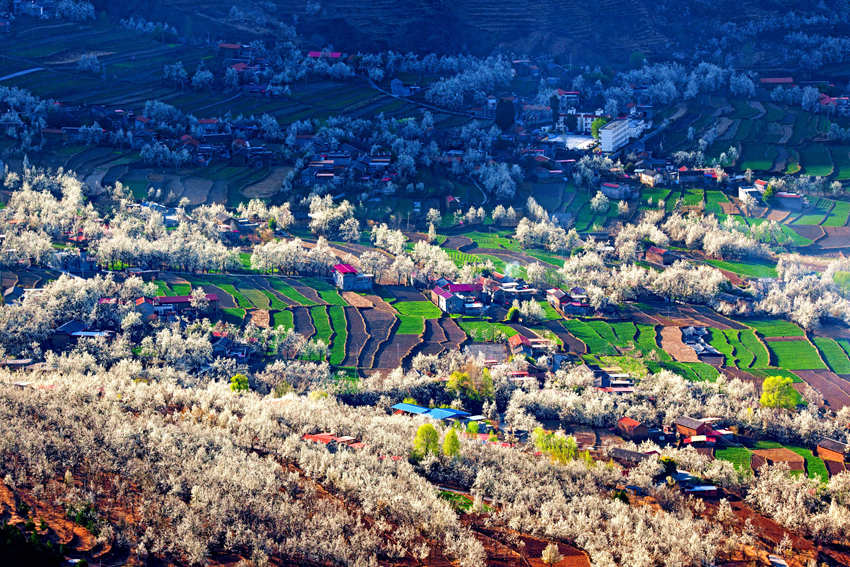 大金川上看梨花，梨云悠悠，滿山遍野潔白一片。金川縣供圖