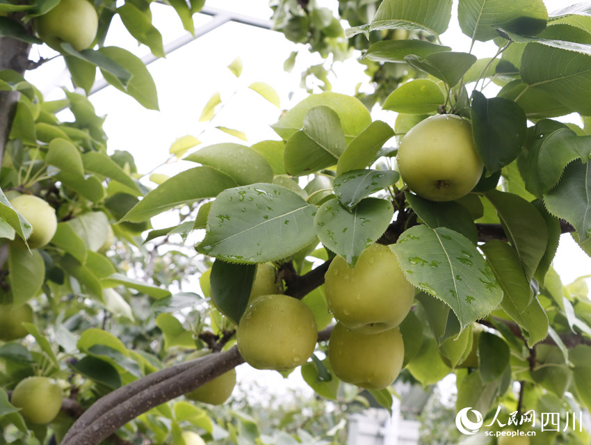 即將上市的雪梨“翠冠”。勾璇攝