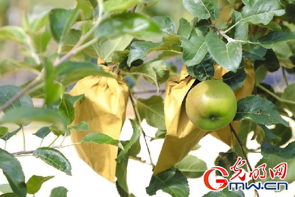 我們的家園｜小蘋果帶動大產(chǎn)業(yè)，帶你看看這座阿壩州小村的鄉(xiāng)村振興新模式