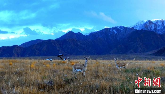 黑頸鶴、鵝喉羚多種野生動(dòng)物“同框”現(xiàn)身青海都蘭湖國家濕地公園