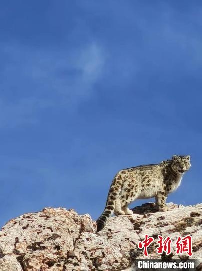 雪豹“巡山”！黃河源頭生態(tài)管護(hù)員近距離偶遇雪豹
