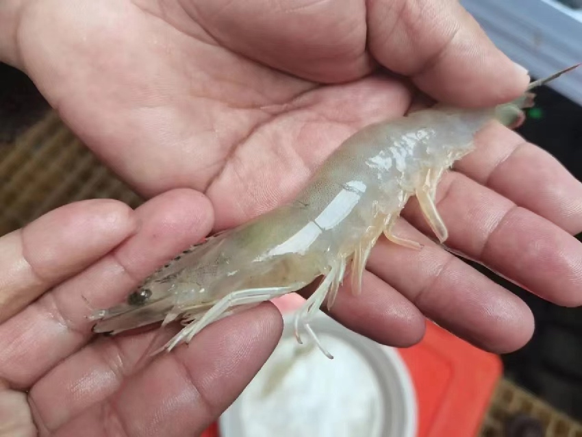 康定市魚通鎮(zhèn)趕羊村培育成功的蝦。受訪者供圖