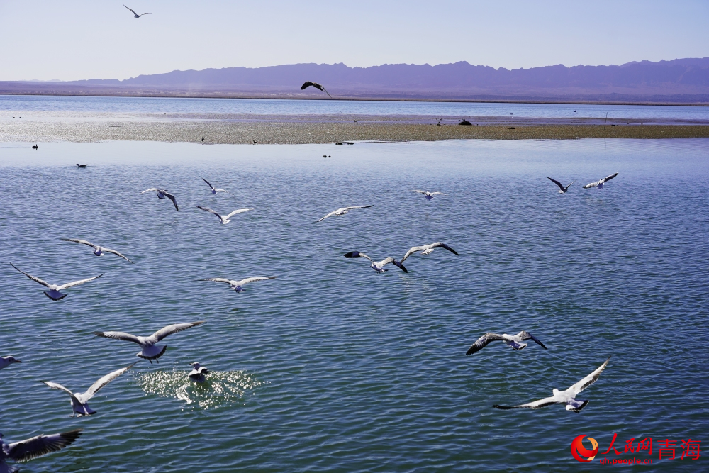 可魯克湖水鳥群飛。人民網(wǎng) 陳明菊攝