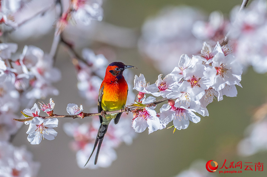 藍(lán)喉太陽(yáng)鳥。楊濤攝
