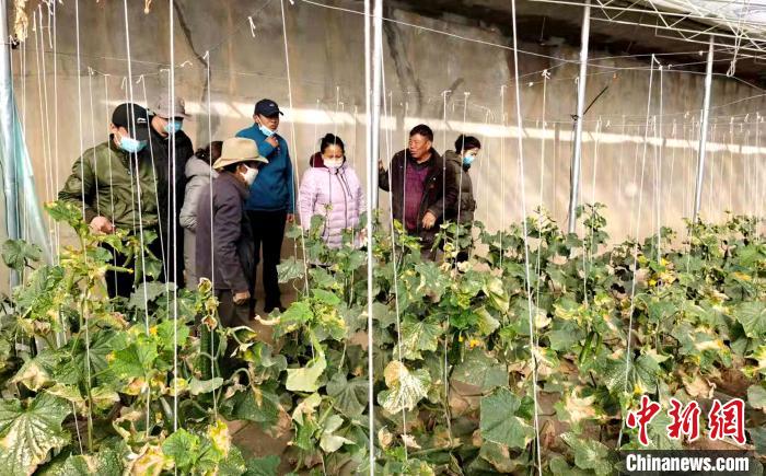 西藏蔬菜技術骨干走進田間傳授技術提升基層蔬菜產(chǎn)能