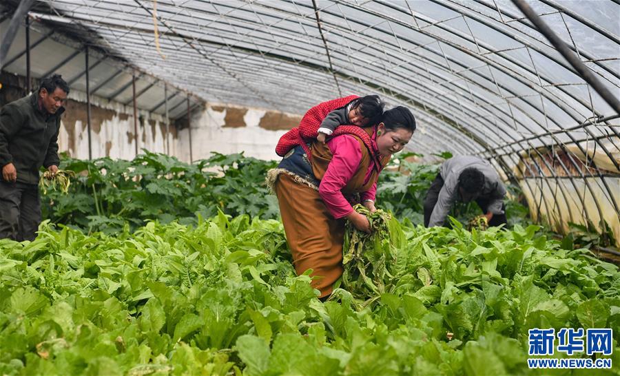 (脫貧攻堅)(1)藏東脫貧影像:溫室大棚助脫貧