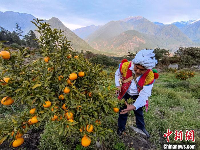 林芝下察隅鎮(zhèn)京都村101畝耙耙柑豐收?！〗w波 攝