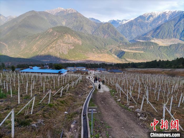 西藏林芝下察隅鎮(zhèn)的獼猴桃種植園?！〗w波 攝