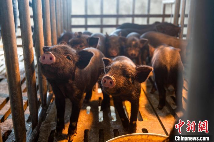 西藏林芝藏豬產(chǎn)業(yè)走上標準化、產(chǎn)業(yè)化之路