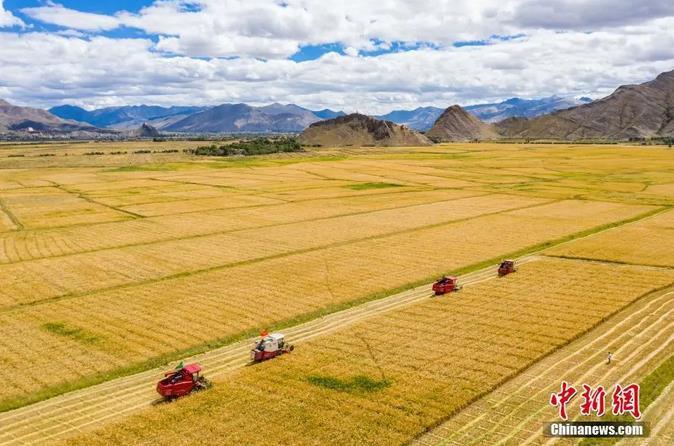 資料圖：西藏日喀則市江孜縣紫金鄉(xiāng)努堆村村民利用收割機(jī)收青稞。<a target='_blank' ><p  align=