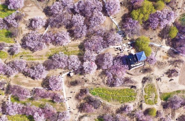 世外桃源！一組圖告訴你，西藏林芝桃花能有多美