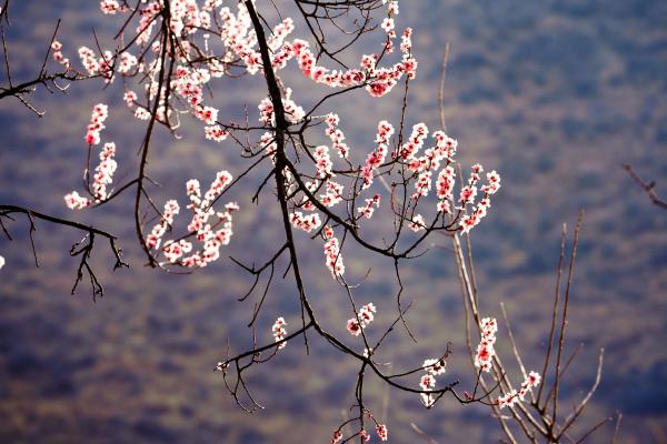 世外桃源！一組圖告訴你，西藏林芝桃花能有多美