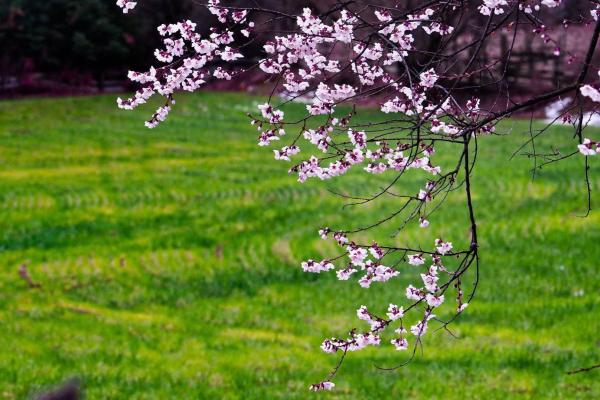 世外桃源！一組圖告訴你，西藏林芝桃花能有多美
