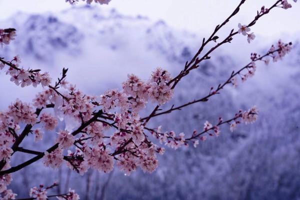 世外桃源！一組圖告訴你，西藏林芝桃花能有多美
