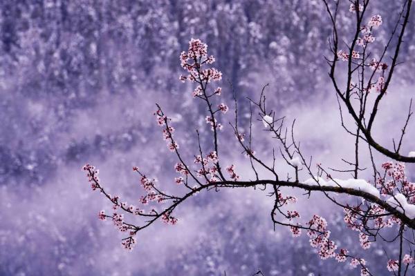 世外桃源！一組圖告訴你，西藏林芝桃花能有多美