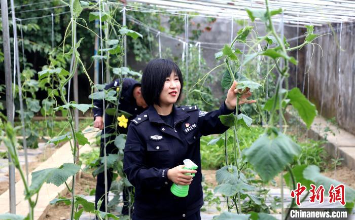 圖為李冬雪在溫室大棚里勞作?！∥鞑爻鋈刖尺叿罊z查總站供圖