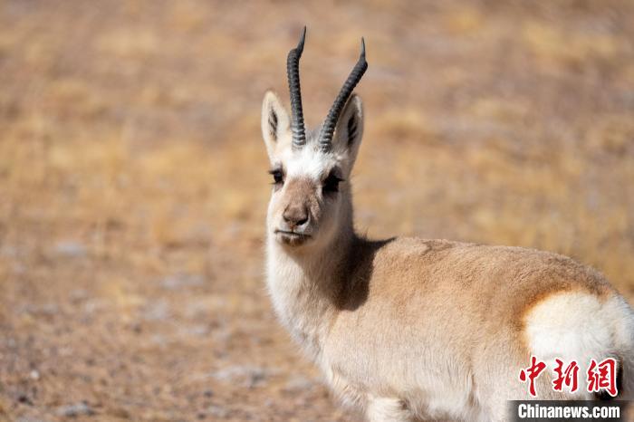 圖為西藏藏原羚，藏原羚是青藏高原特有種，也被稱為西藏黃羊?！〗w波 攝