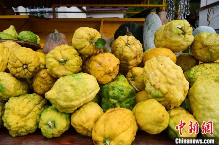 墨脫大檸檬，學名香櫞，和檸檬均為蕓香科植物。(<a target='_blank' href='/'><p  align=