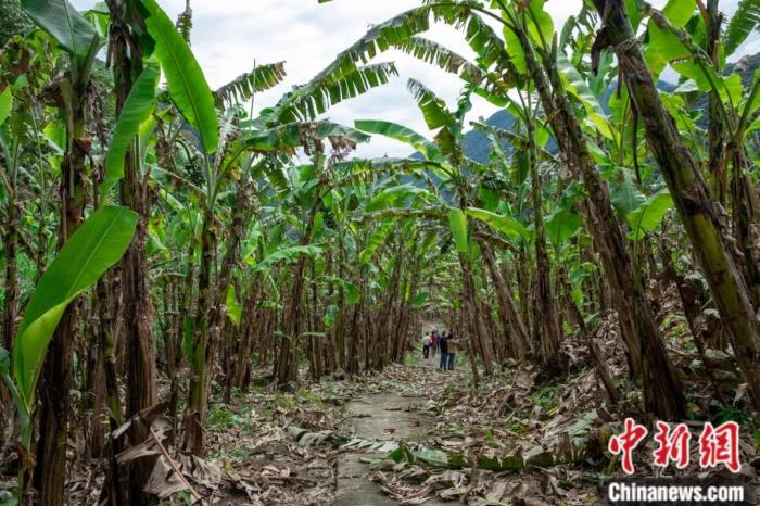 墨脫公路沿線的芭蕉林。