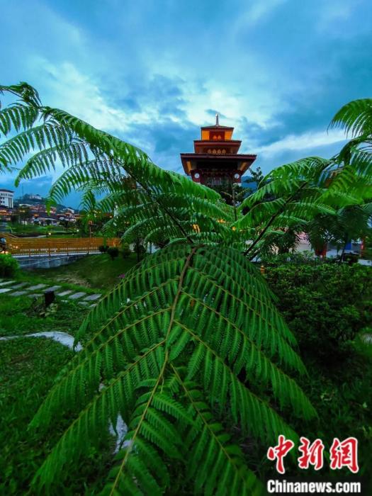 墨脫縣城公園里的桫欏。