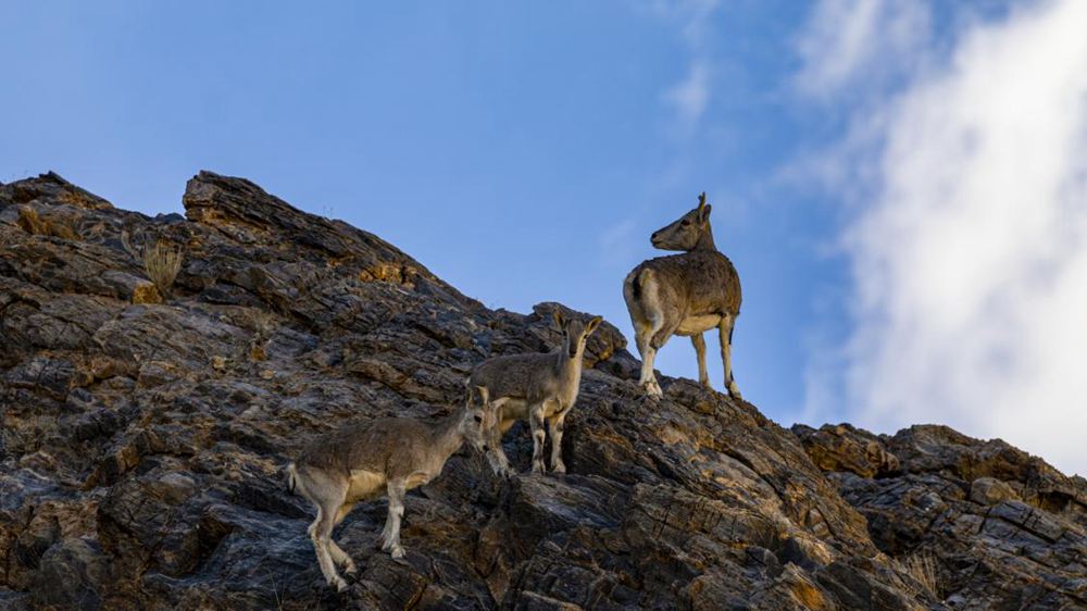 巖羊。金阿次仁攝