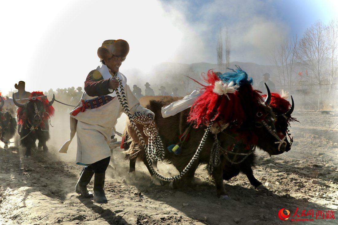 山南市扎囊縣扎其鄉(xiāng)孟卡榮村迎來春耕第一犁。人民網(wǎng) 次仁羅布攝