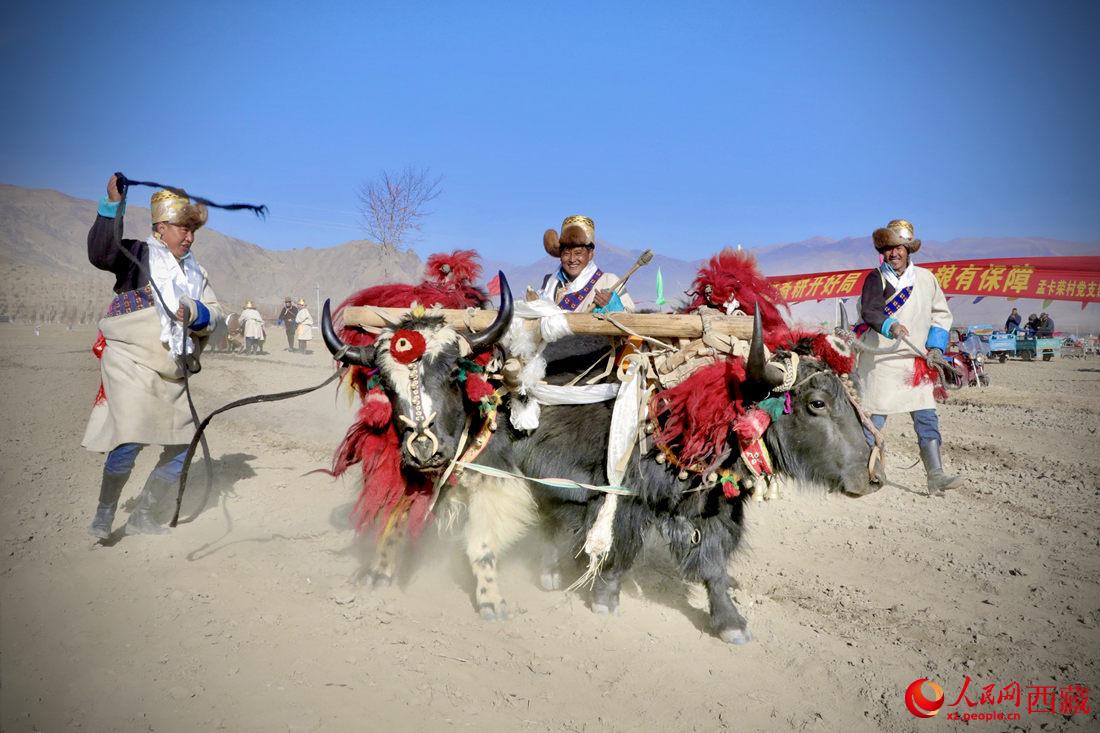 在過去漫長的歲月里，牦牛是農(nóng)耕的主力，“二牛抬杠”代表了一個(gè)時(shí)代。人民網(wǎng) 次仁羅布攝