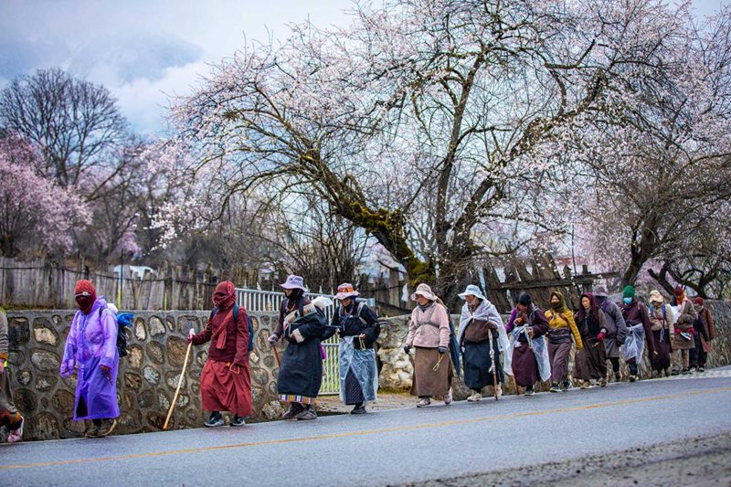 下雨了，漫步在桃花下的村民。張靜攝