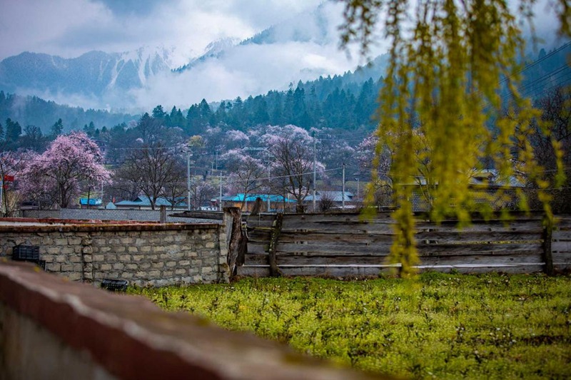 桃花深處的村莊。張靜攝