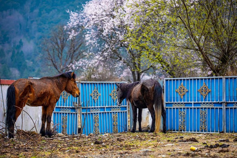 桃花下村莊。張靜攝