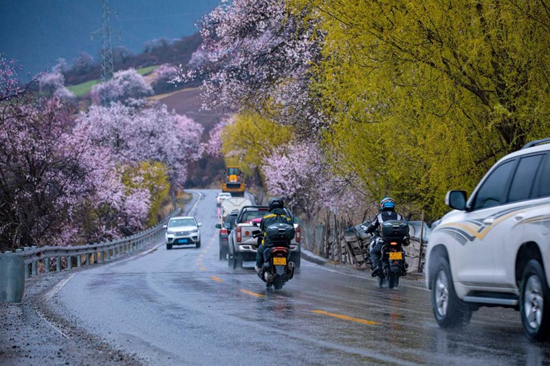 桃花林。張靜攝