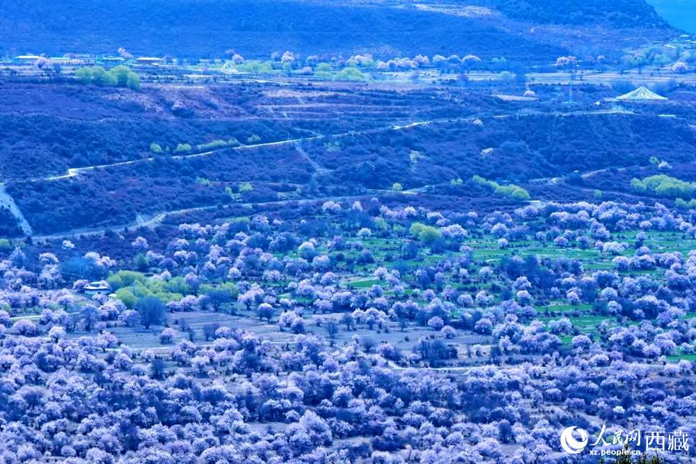 遠眺“桃花村”。人民網(wǎng) 李海霞攝