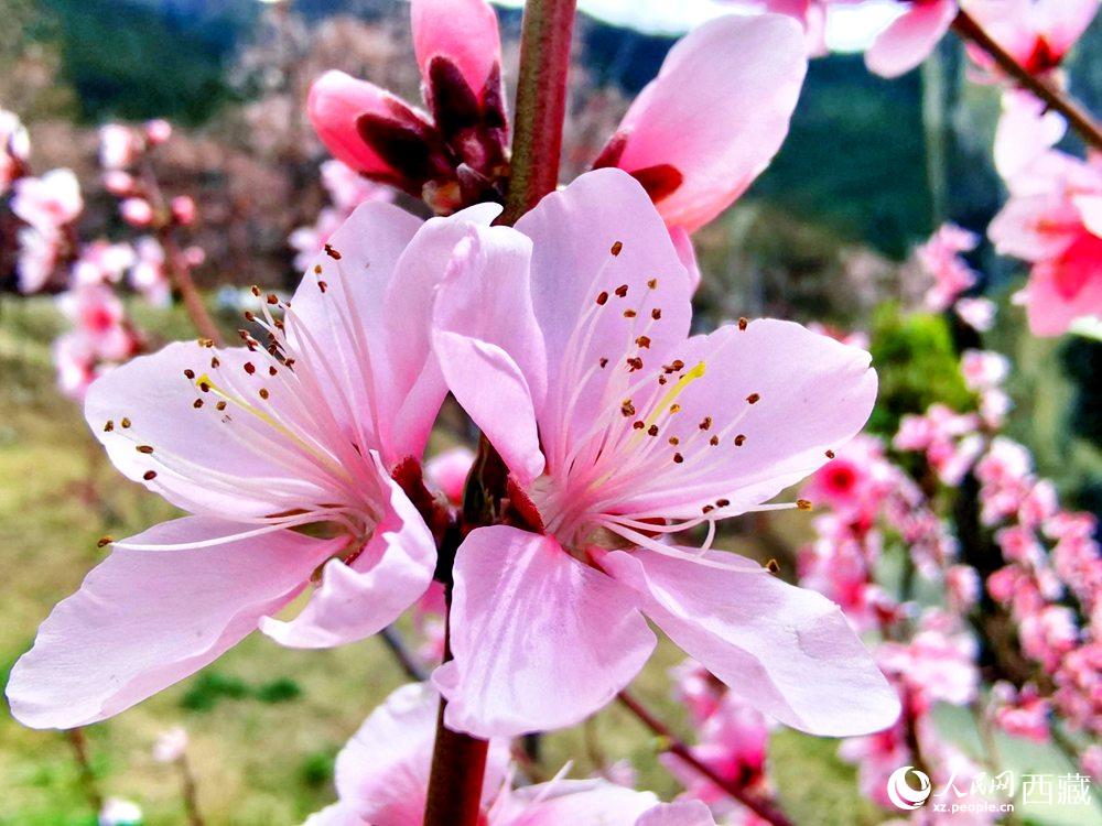 林芝桃花開。人民網(wǎng) 李海霞攝