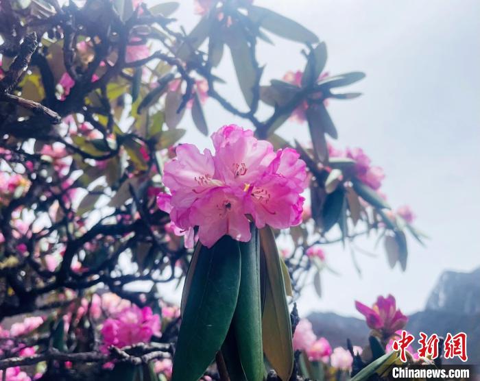近日，西藏自治區(qū)山南市加查縣索囊溝的杜鵑花競相綻放?！∪轿木?攝