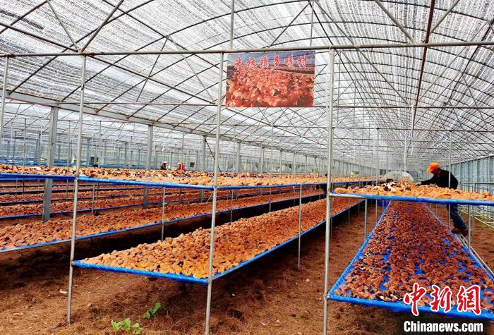 圖為紅太陽科技示范家庭農(nóng)場采收的靈芝?！∑酱胪喙﹫D