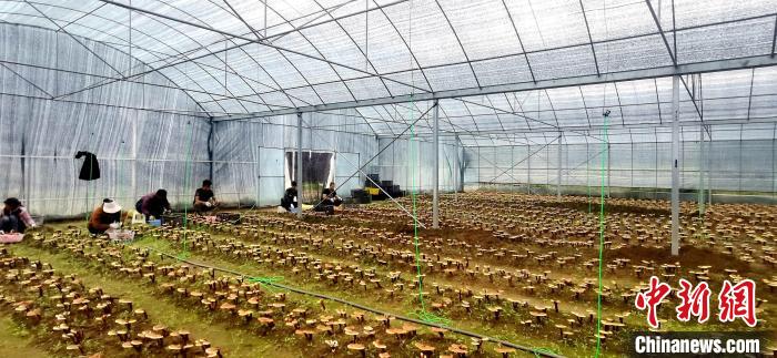 圖為紅太陽科技示范家庭農(nóng)場組織民眾采收靈芝。　平措旺青供圖