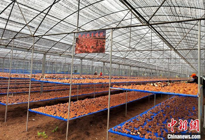 圖為紅太陽科技示范家庭農(nóng)場采收的靈芝?！∑酱胪喙﹫D