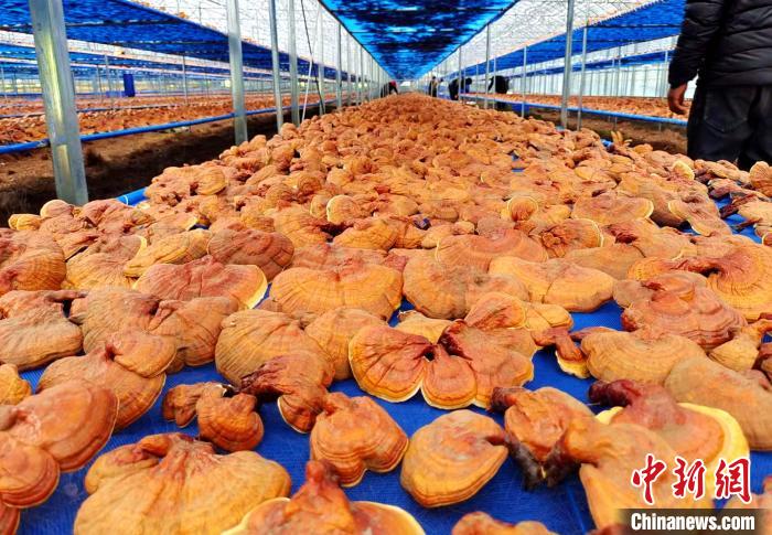 圖為紅太陽科技示范家庭農(nóng)場采收的靈芝?！∑酱胪喙﹫D